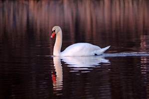 Evening Swim Mute Swan
